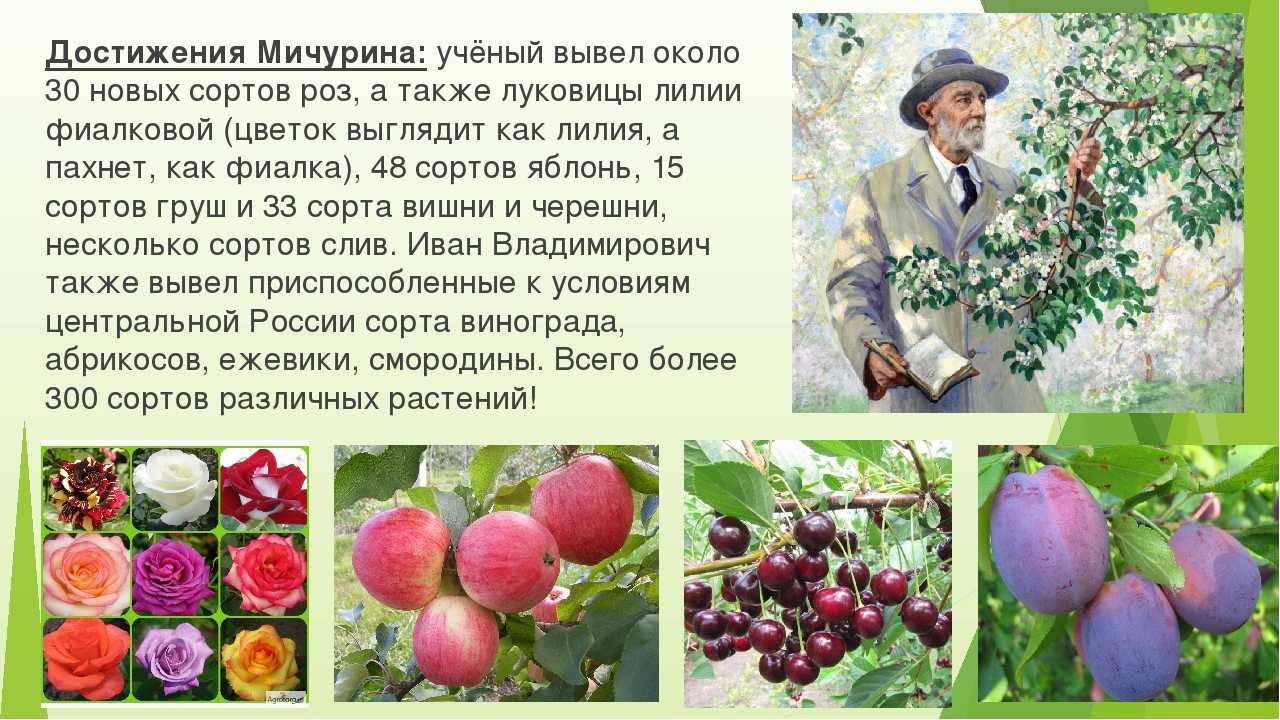 Лучшие 10 сортов яблонь для средней полосы
