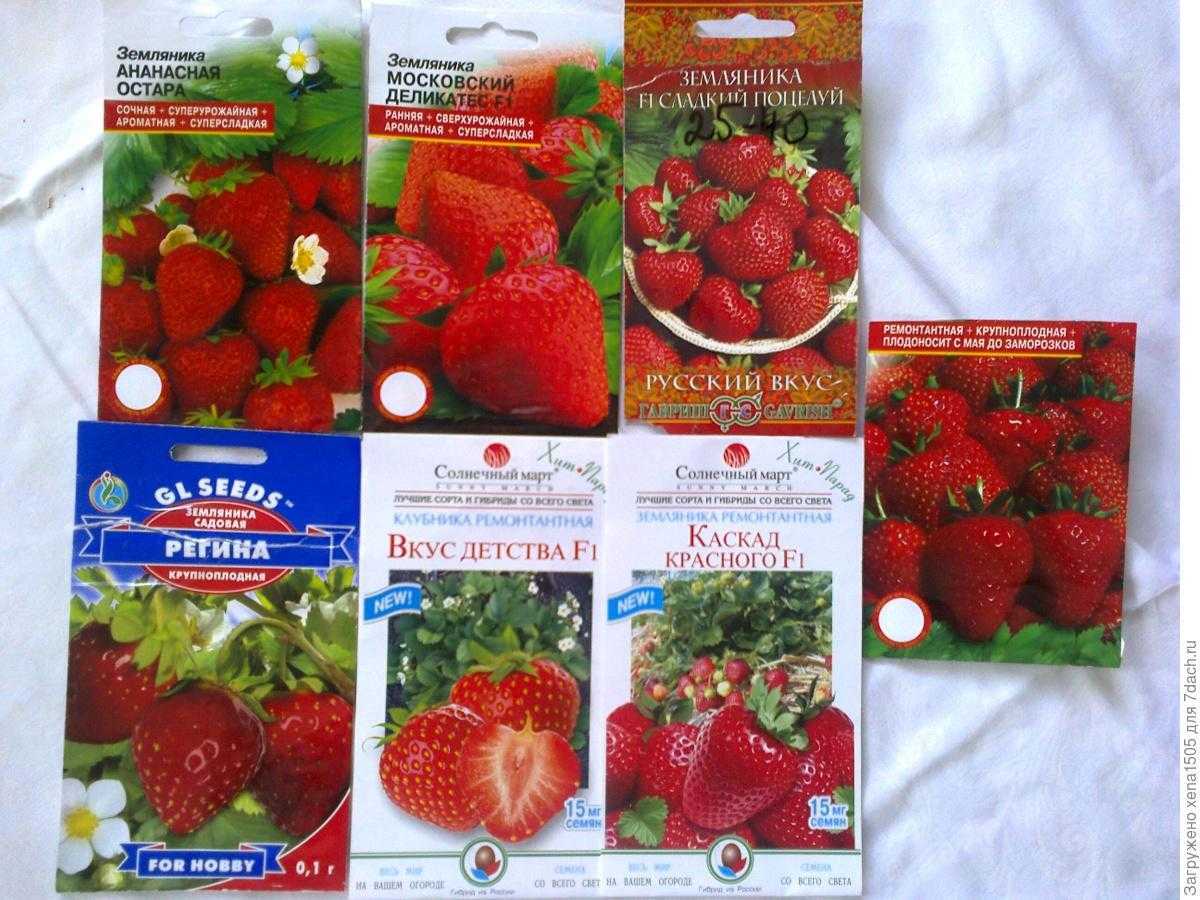 Выращивание земляники из семян