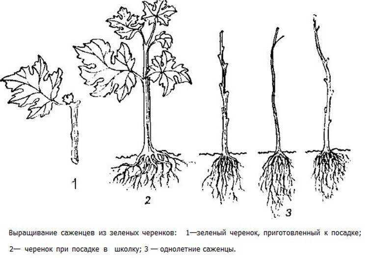 Вишня – выращивание и уход