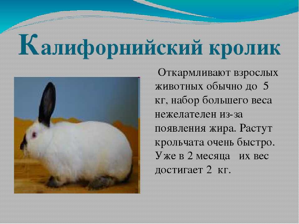 ᐉ кролики калифорнийской породы: описание, разведение, выращивание и кормление - zooon.ru