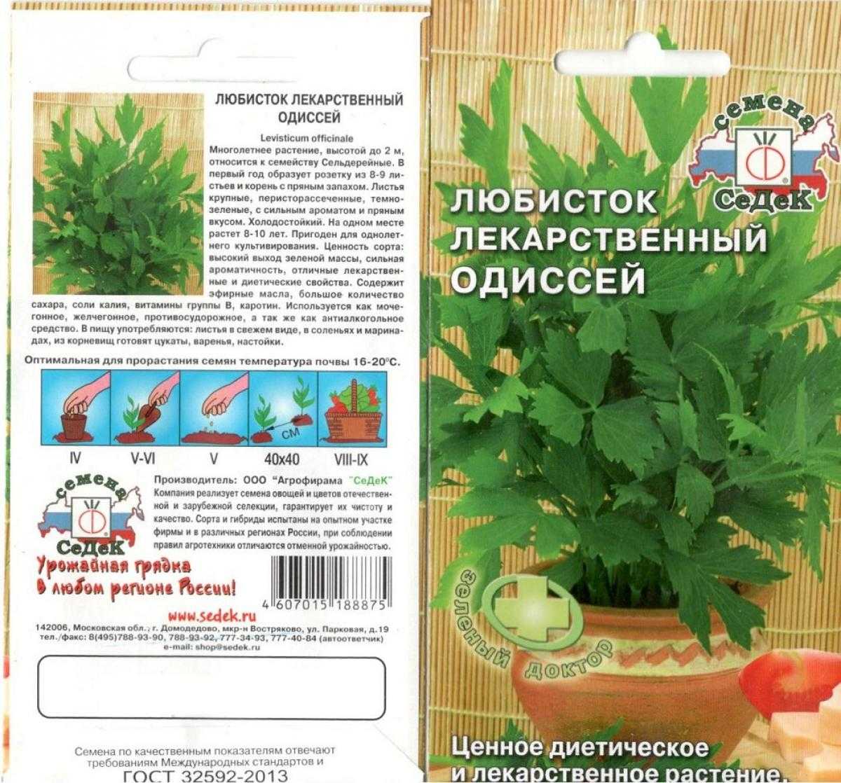 Любисток выращивание и уход - 5 секретов – строительство коттеджей и новые проекты домов