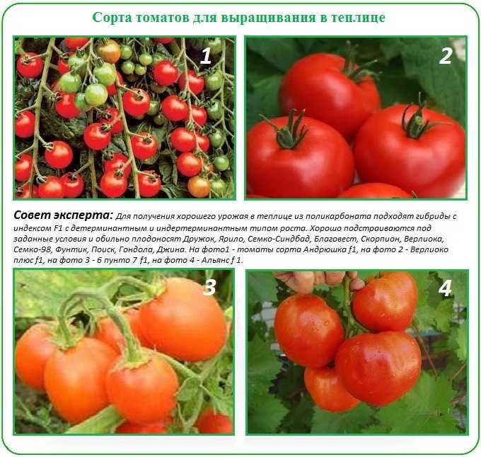 Лучшие сорта томатов для теплицы: самые урожайные, крупные и сладкие