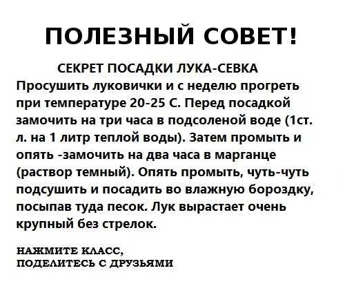Посадка рассады кабачков в открытый грунт