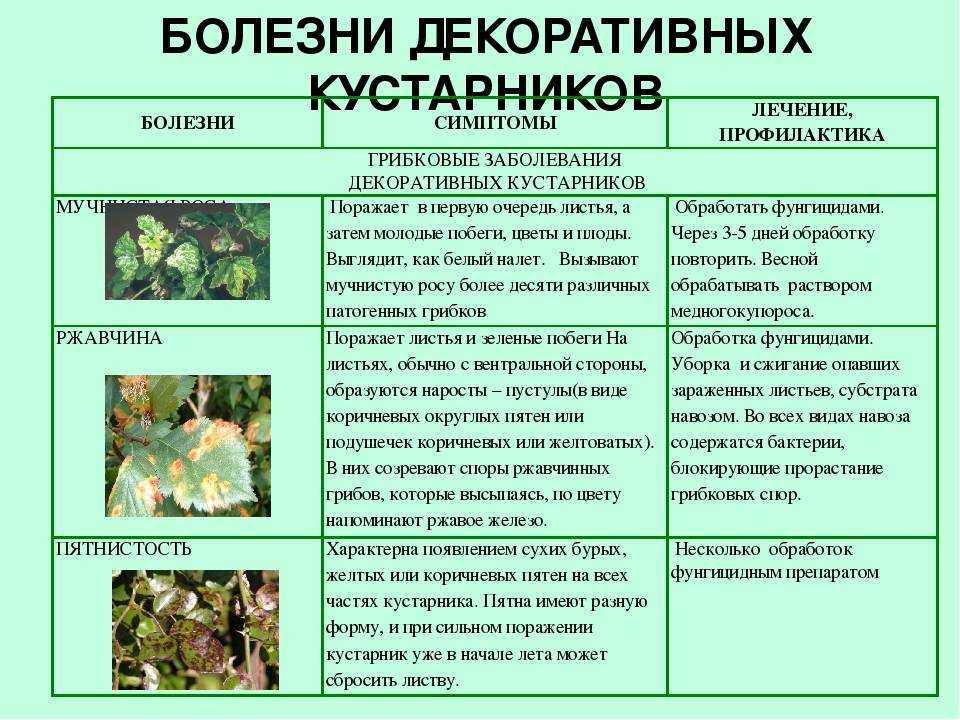 Самые распространенные заболевания абрикосов