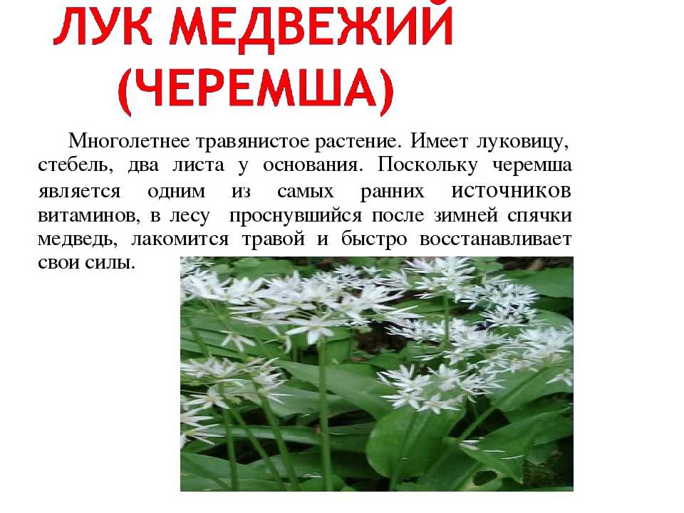 Черемша: польза и вред, как применять, советы, особенности
