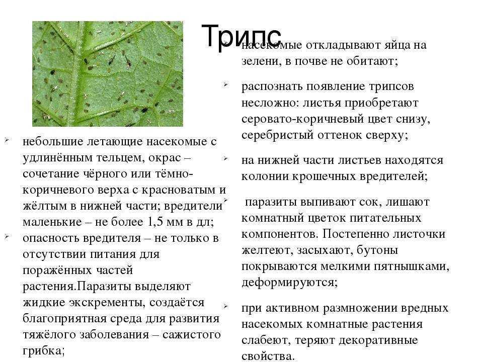 Как избавиться от трипсов на комнатных растениях