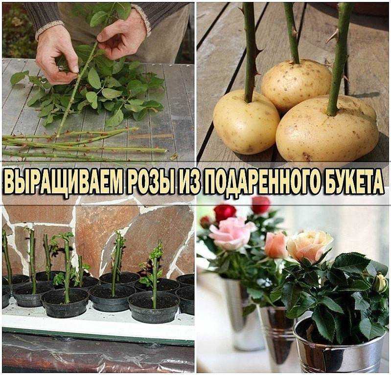Выращивание розы из семян