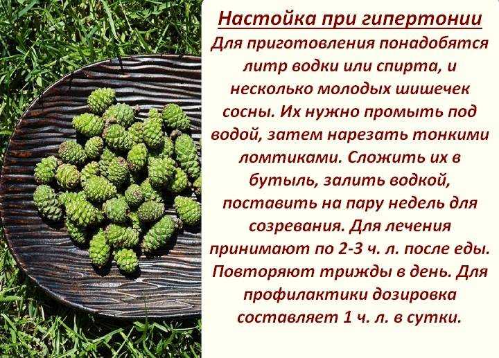 Все о растении туя: описание, как выглядит, где растет, свойства, характеристики
