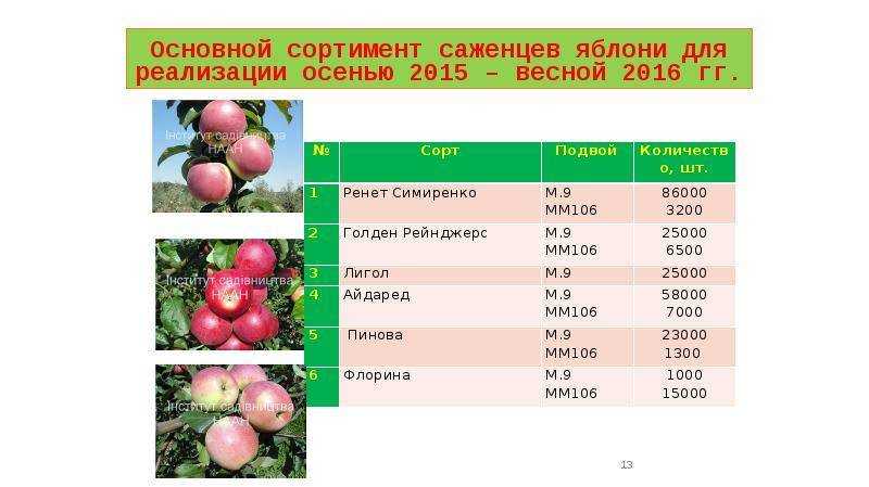 Декоративная яблоня хелена: отзывы о внешнем виде, описание цветения и плодов, их фото | tele4n.net