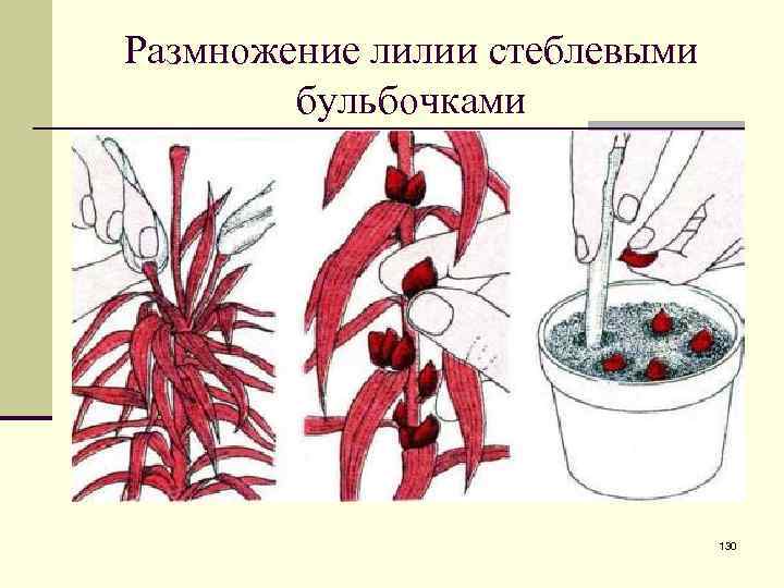 Как размножить лилии: способы и советы