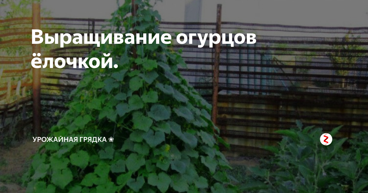 Посадка и выращивание огурцов пирамидой