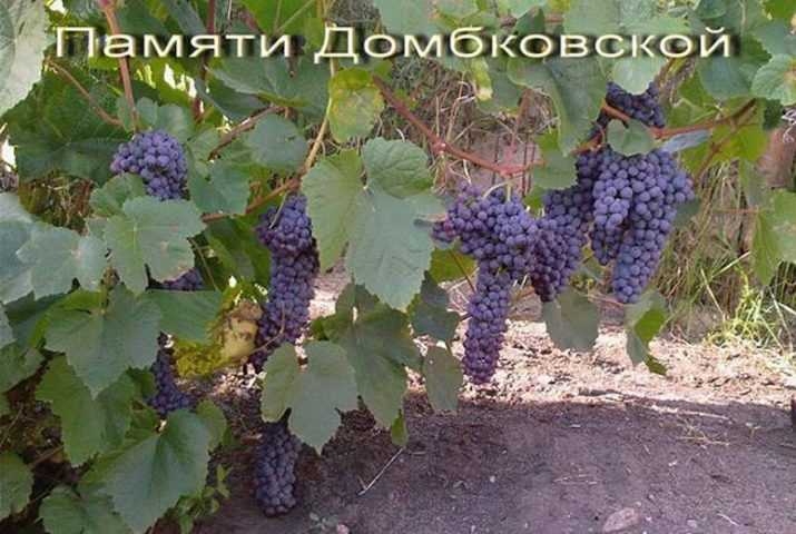 Виноград памяти домбровской, описание сорта как посадить и ухаживать