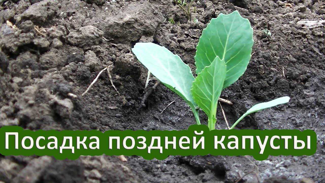 Капуста пак чой