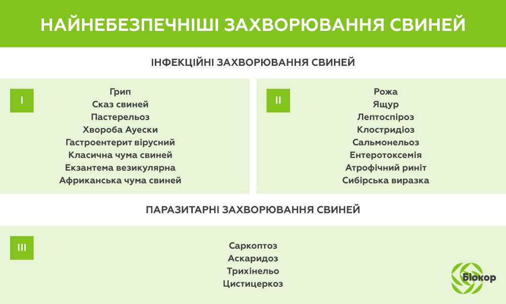 Все о болезнях свиней: симптомы, вид животных, лечение, препараты и дозировки