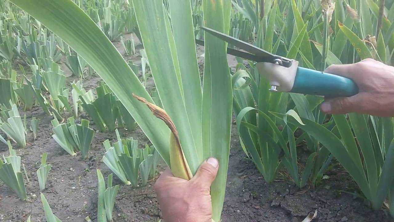 Ирисы посадка и уход в открытом грунте, когда сажать весной, осенью