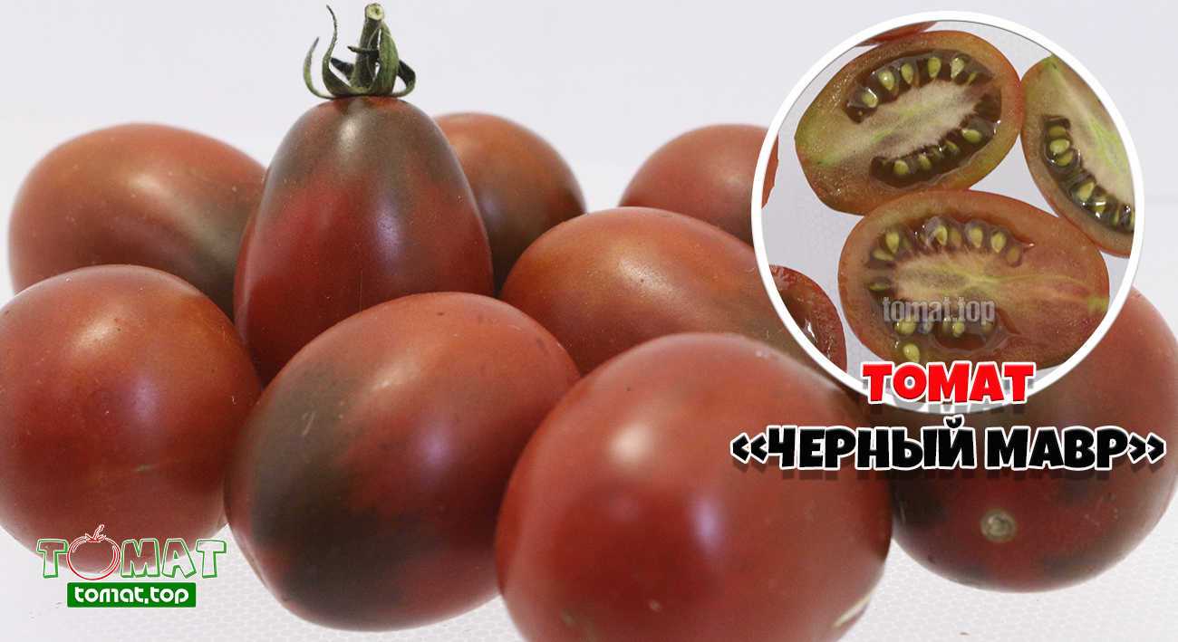 Томат черный мавр: описание и характеристика сорта, отзывы дачников с фото