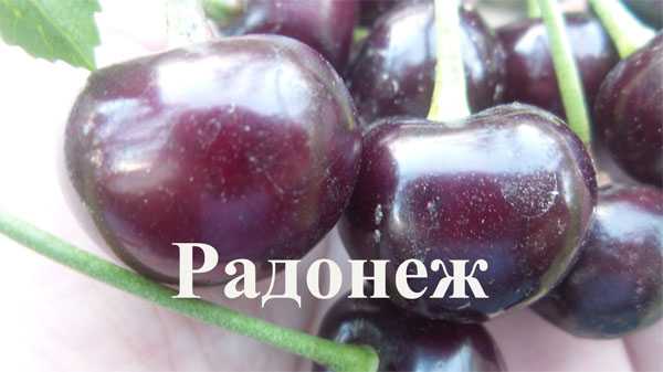 Радонеж вишня: характеристика и описание сорта, выращивание и уход