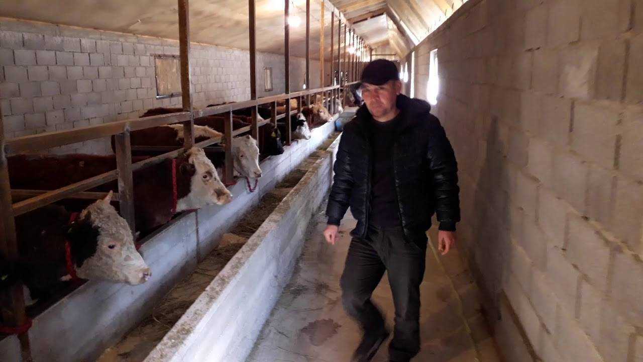 Пошаговый процесс строительства сарая для быков и коров, основные требования к помещению 