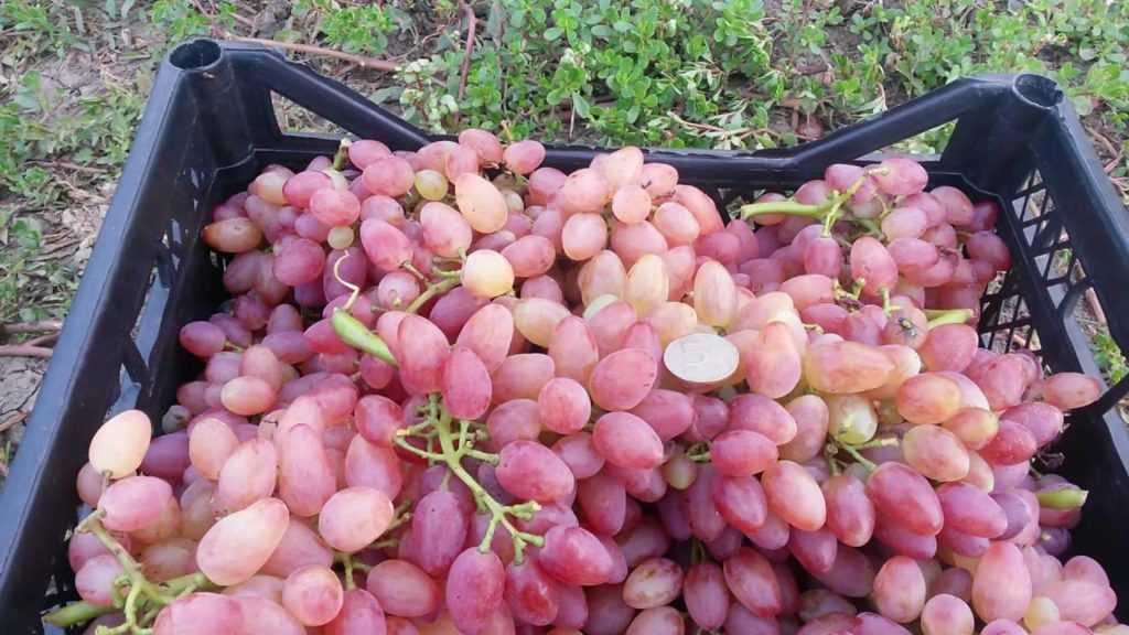 Виноград кишмиш уникальный: описание сорта, фото, отзывы, посадка и уход
