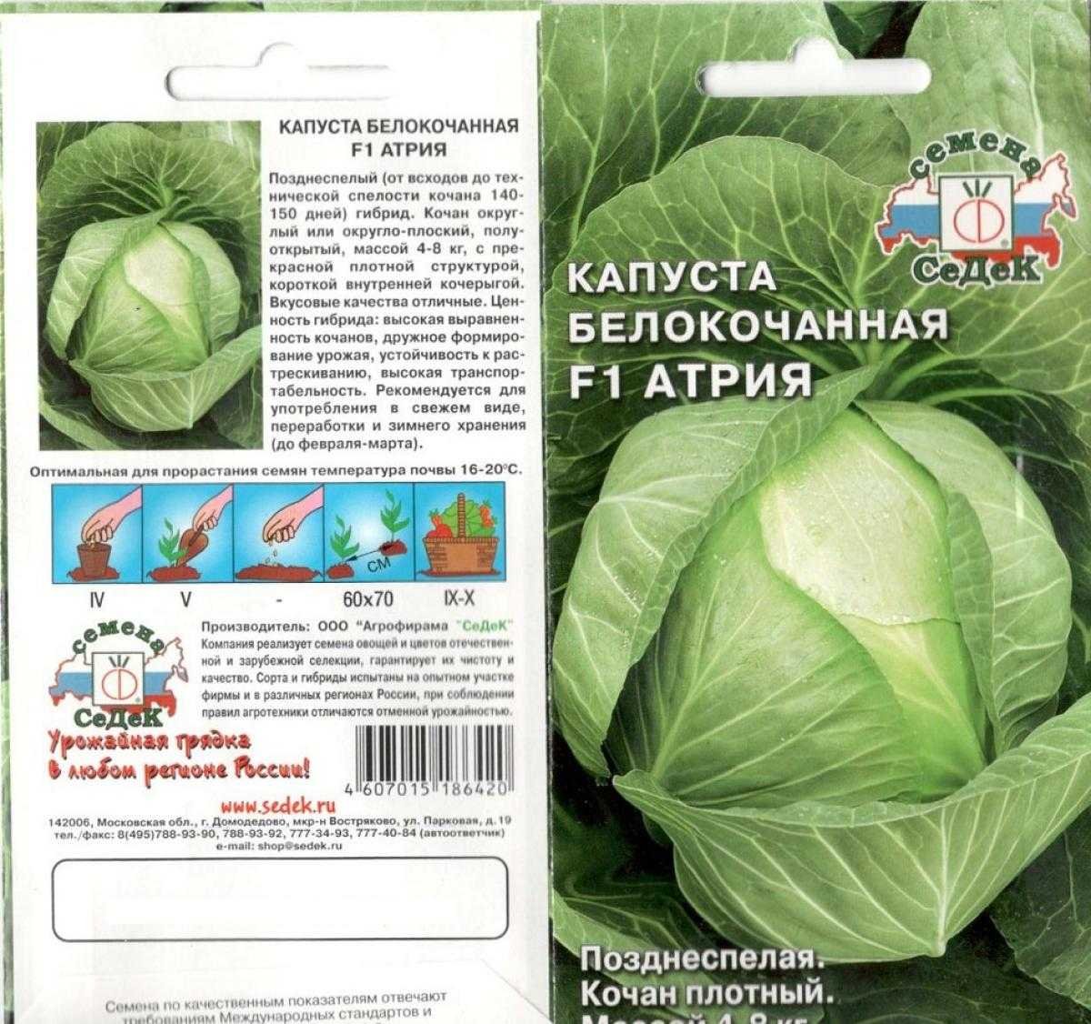 Капуста атрия описание сорта, характеристика, отзывы и фото