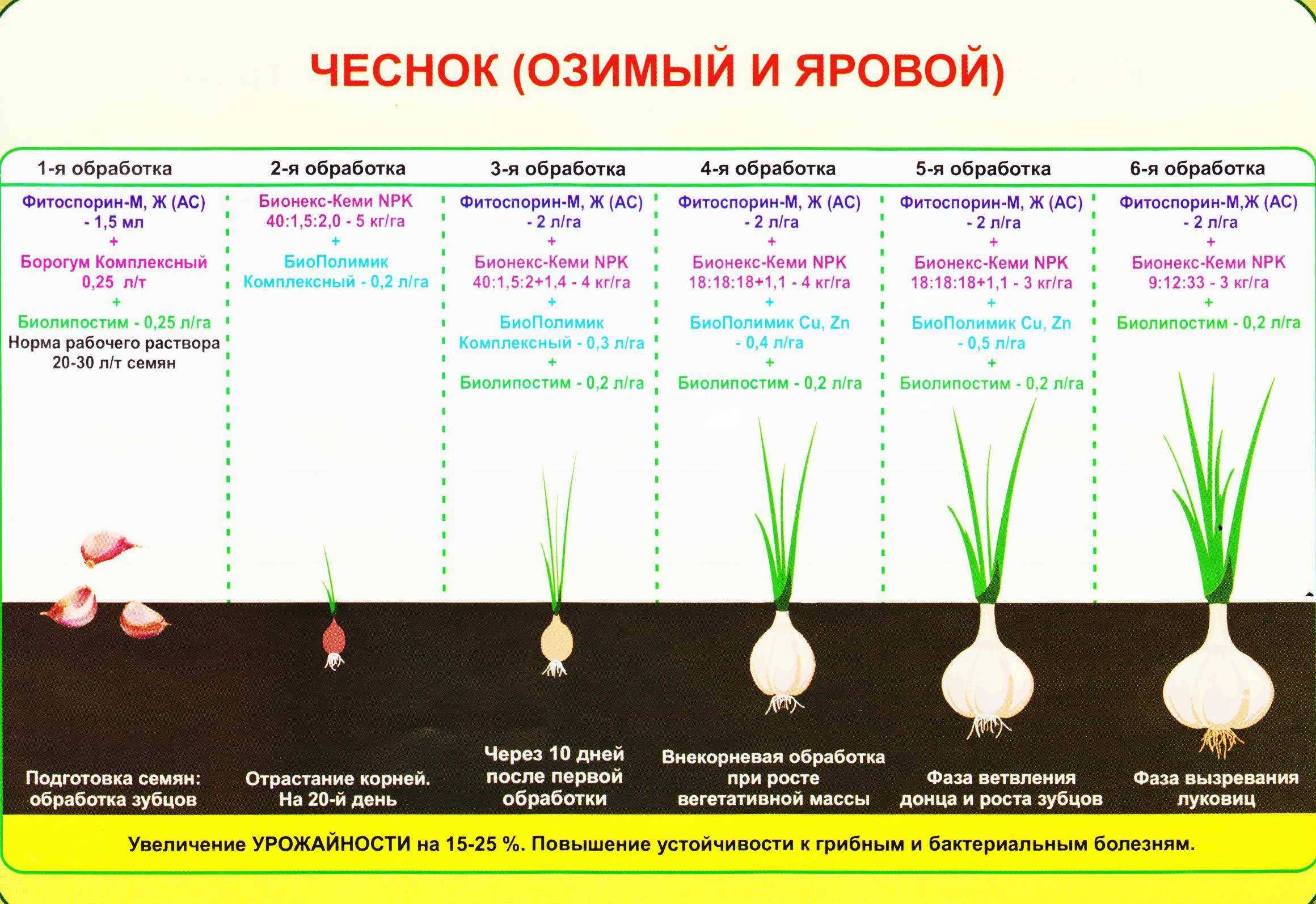 По какой технологии проходит посадка картофеля глазками, в чем секрет подготовки и выращивания клубней