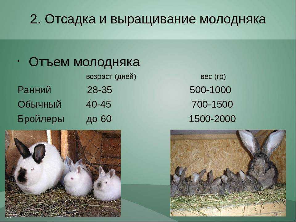 Спаривание кроликов в домашних условиях для начинающих