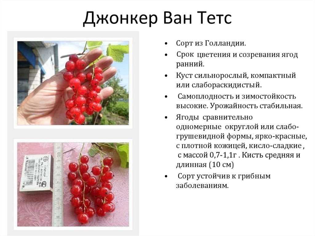 ✅ смородина красная йонкер ван тетс: описание сорта, уход и выращивание