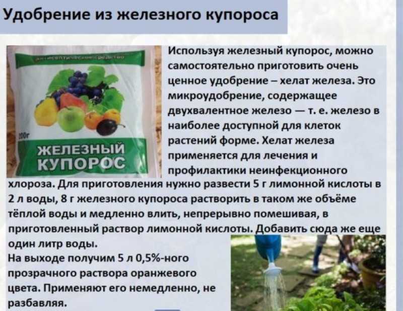 Обработка почвы медным купоросом весной под помидоры ? : перед посадкой, в лунку, можно ли опрыскивать рассаду | qlumba.com