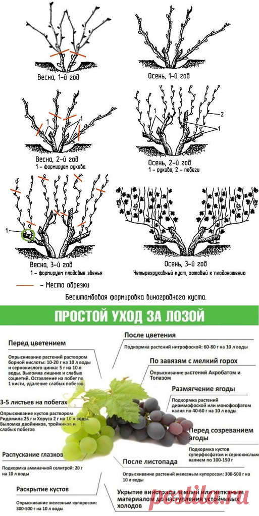 Все секреты выращивания винограда в подмосковье и в северных регионах россии от виноградаря николая сидорцова