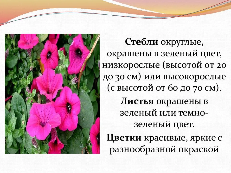 Лучшие сорта петунии с названием, описанием, фото