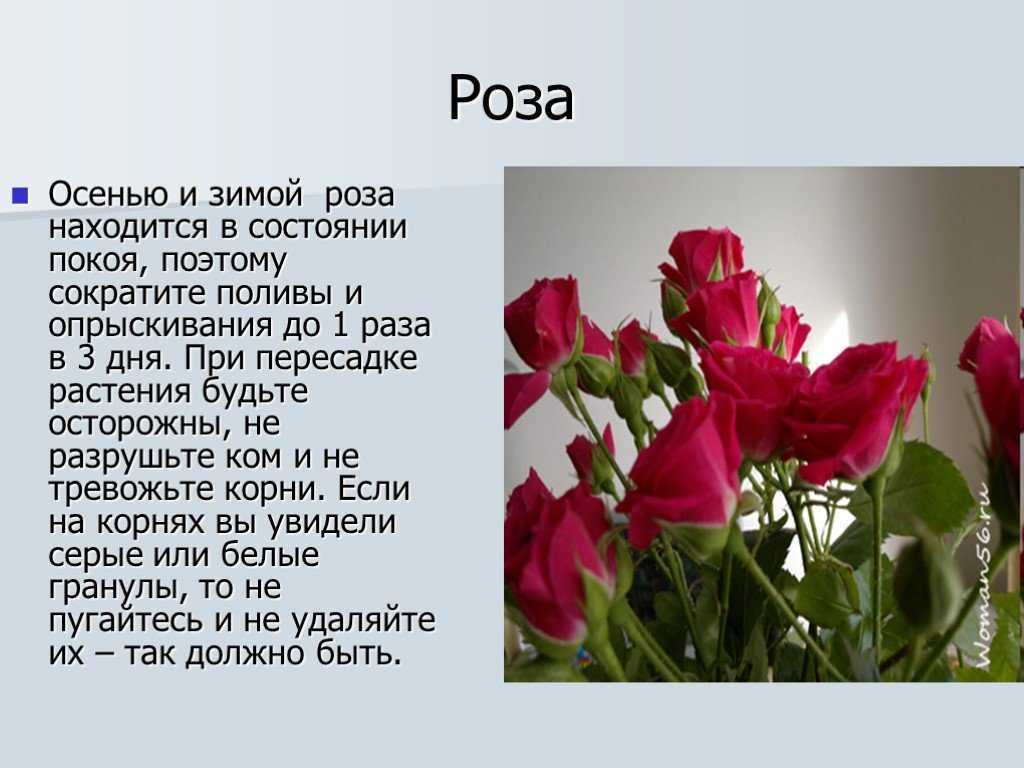 Античные или исторические розы