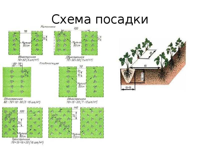 Как правильно посадить клубнику чтобы получить хороший урожай