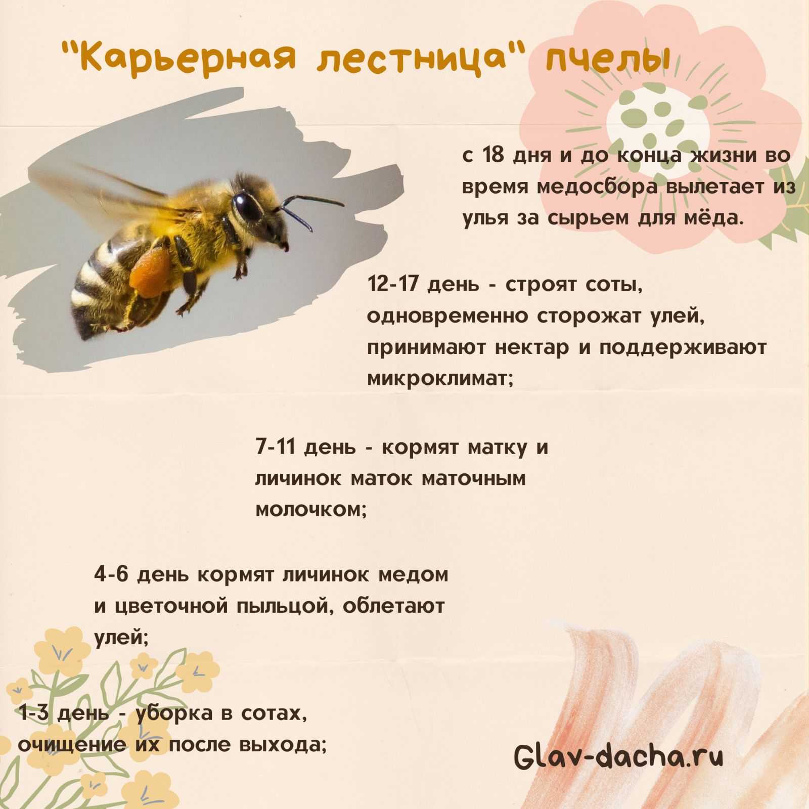 Пчеловодство для начинающих. с чего начать, советы по обустройству пасеки с нуля
