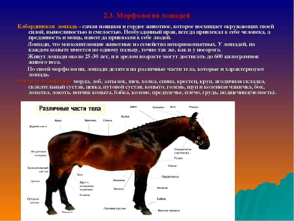 Кабардинская порода лошадей