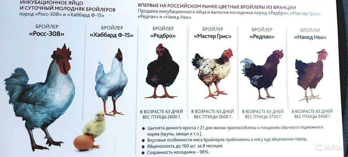 Порода кур барбезье