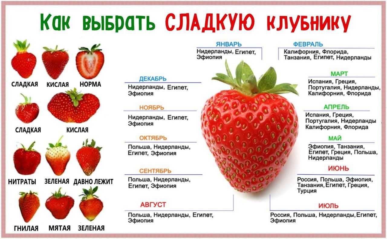 Обзор лучших сортов ремонтантной земляники