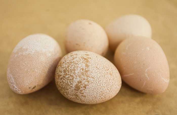 Яйца цесарки — продукт, достойный царского стола