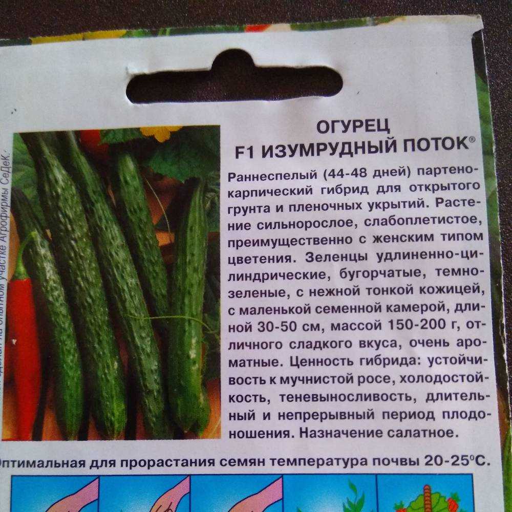 Огурец китайский