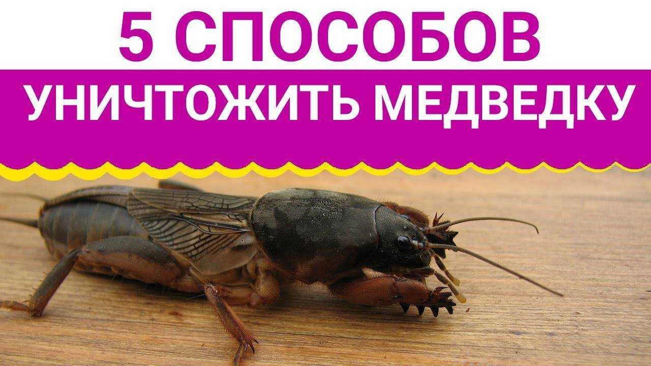 Избавление от медведки в огороде навсегда: 30 методов