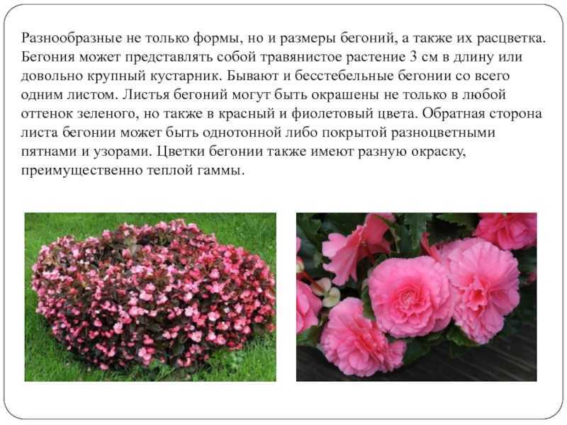 6 популярных видов бегонии. выращивание и уход