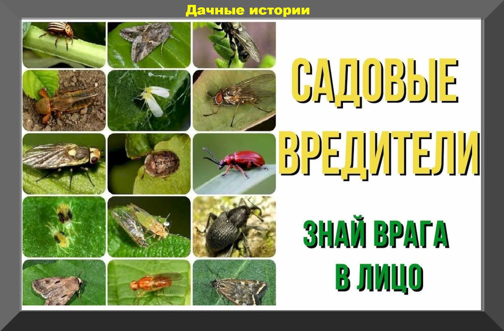 Болезни листьев клубники: описания с фото, лечение