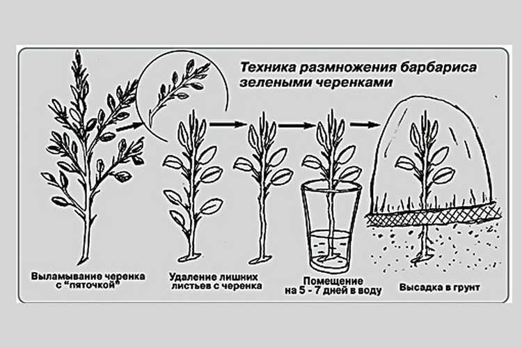 Размножение гибискуса: черенками, семенами, делением, прививка