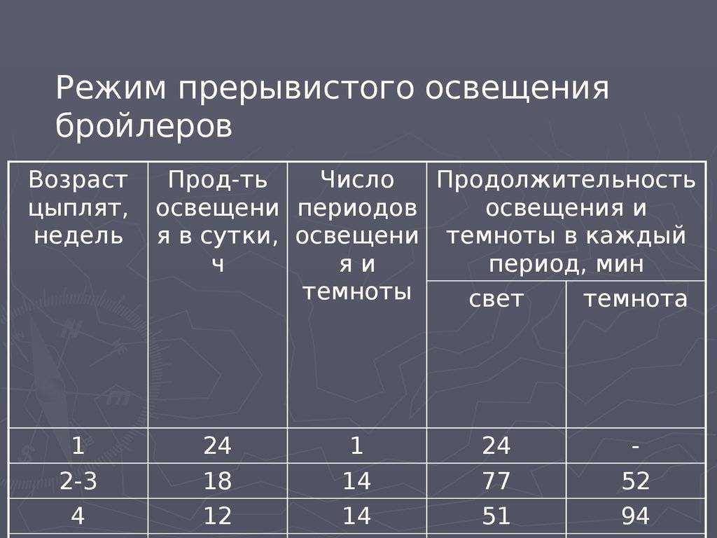 Температурный режим для цыплят бройлеров: условия выращивания