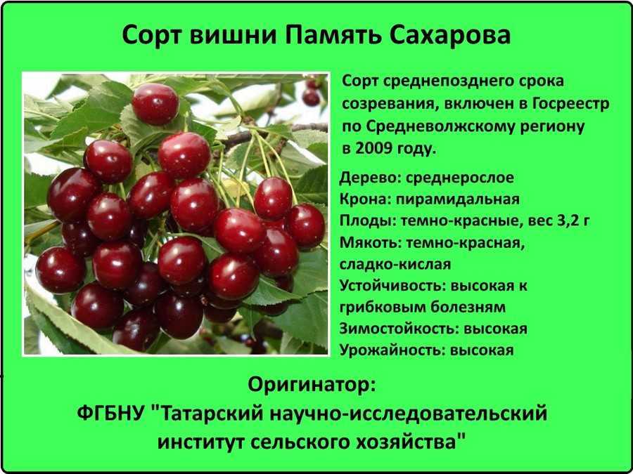 Сорта вишни для средней полосы
