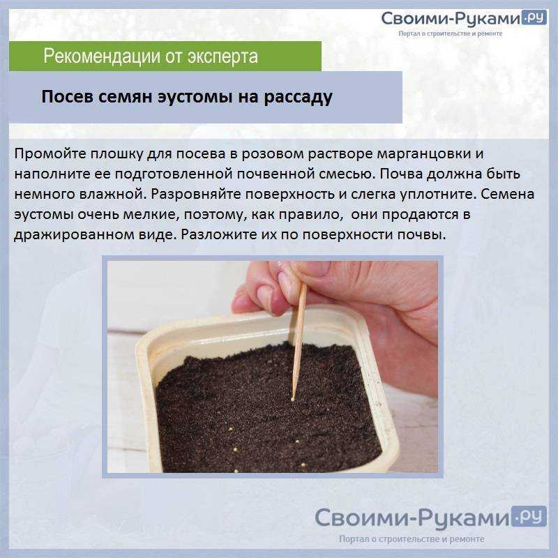 Тыква на рассаду — когда сажать и как ухаживать — ботаничка