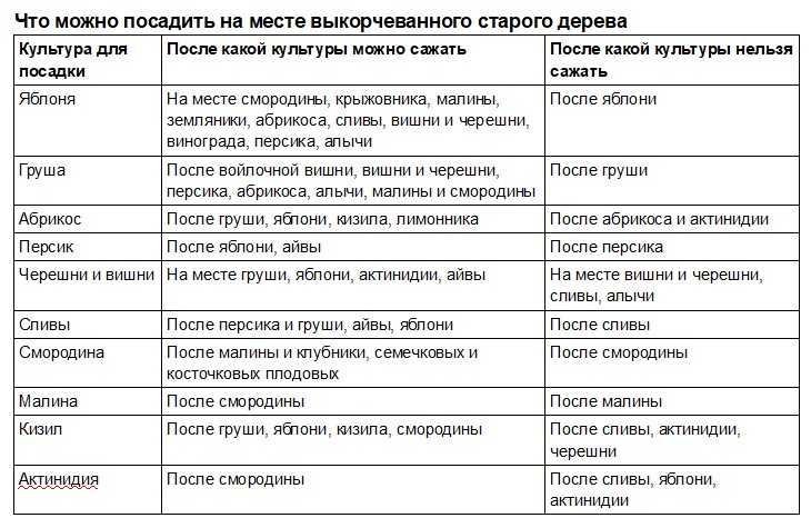 После чего сажать свеклу на следующий год. что сажать после свеклы в открытом грунте. таблица