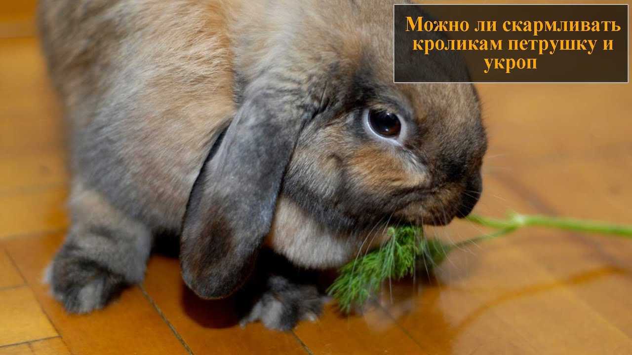 ✅ можно ли кроликам петрушку. кормления кроликов петрушкой или укропом