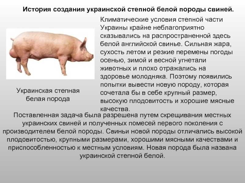 Порода свиней русская белая, русская белая свинья (фото и видео)