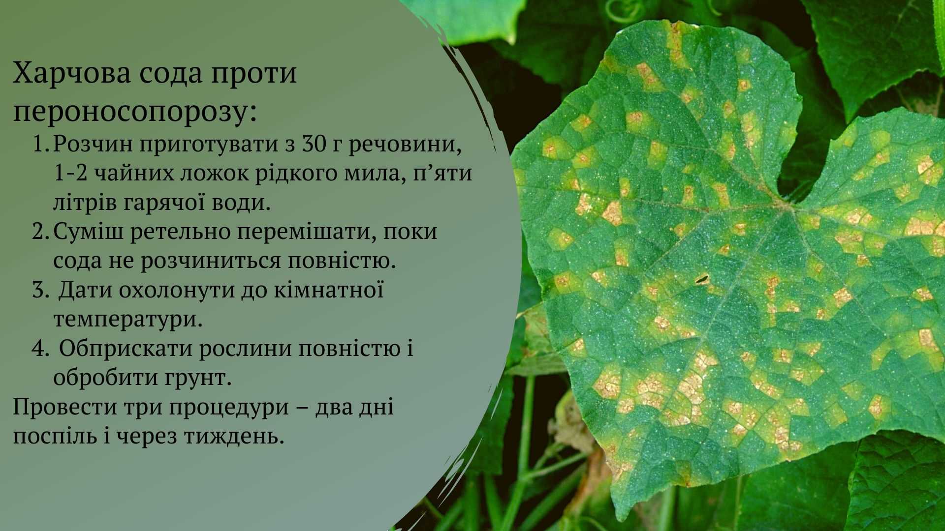 Пероноспороз лука – меры борьбы и лечение народными средствами