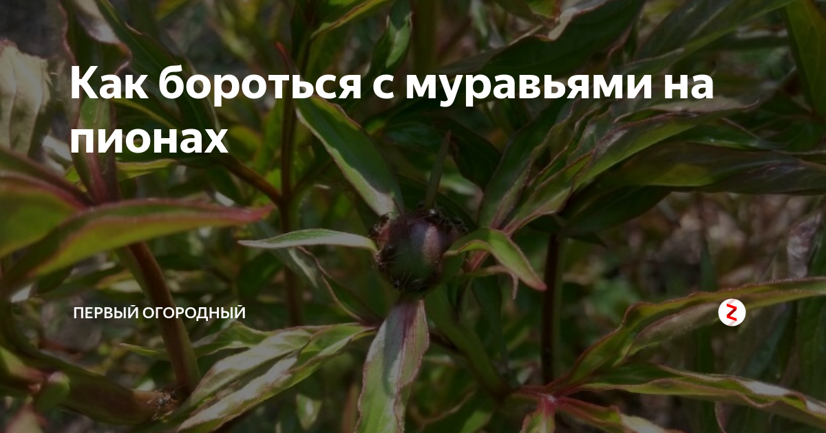 Как бороться с муравьями на пионах?